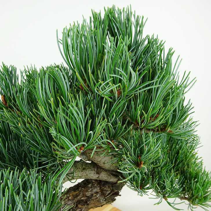 盆栽 松 五葉松 樹高 約33cm ごようまつ Pinus parviflora ゴヨウマツ マツ科 常緑針葉樹 観賞用 s1147801088