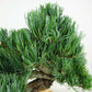 盆栽 松 五葉松 樹高 約33cm ごようまつ Pinus parviflora ゴヨウマツ マツ科 常緑針葉樹 観賞用 s1147801088