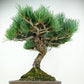 盆栽 松 五葉松 樹高 約33cm ごようまつ Pinus parviflora ゴヨウマツ マツ科 常緑針葉樹 観賞用 s1147801088