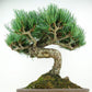 盆栽 松 五葉松 樹高 約33cm ごようまつ Pinus parviflora ゴヨウマツ マツ科 常緑針葉樹 観賞用 s1147801088