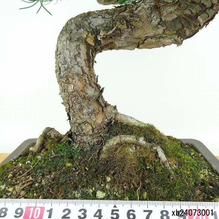 盆栽 松 五葉松 樹高 約33cm ごようまつ Pinus parviflora ゴヨウマツ マツ科 常緑針葉樹 観賞用 s1147801088