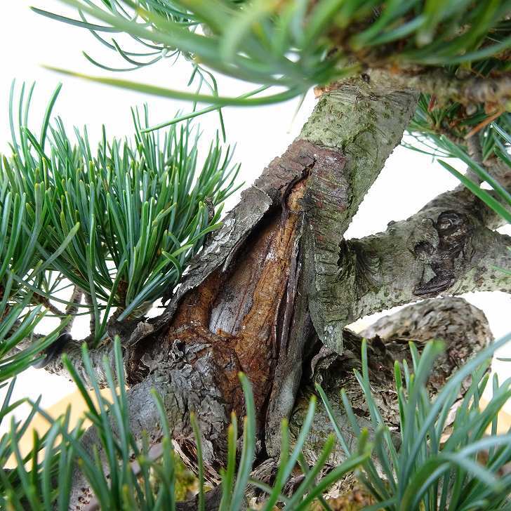 盆栽 松 五葉松 樹高 約33cm ごようまつ Pinus parviflora ゴヨウマツ マツ科 常緑針葉樹 観賞用 s1147801088