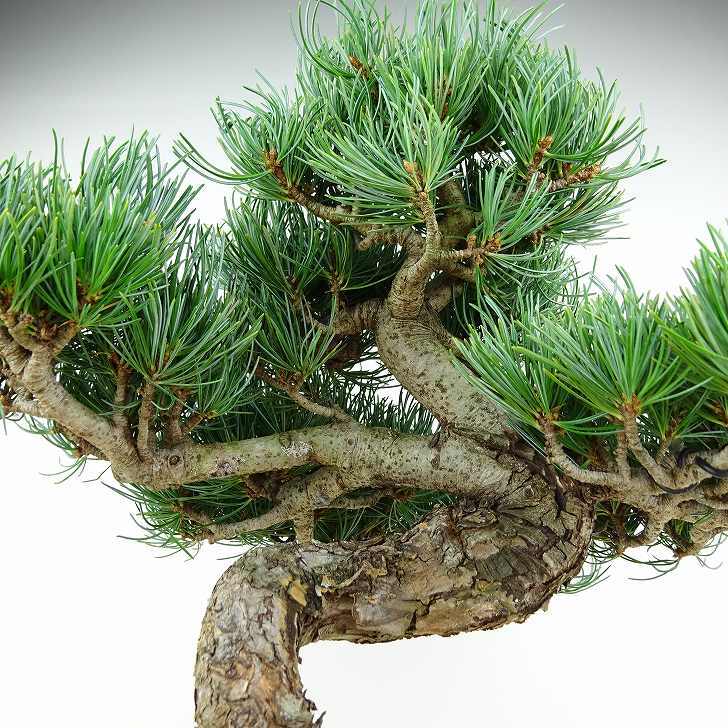 盆栽 松 五葉松 樹高 約33cm ごようまつ Pinus parviflora ゴヨウマツ マツ科 常緑針葉樹 観賞用 s1147801088