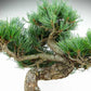 盆栽 松 五葉松 樹高 約33cm ごようまつ Pinus parviflora ゴヨウマツ マツ科 常緑針葉樹 観賞用 s1147801088