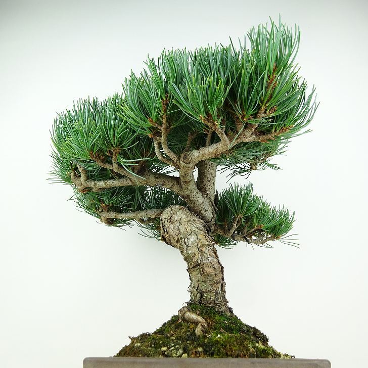 盆栽 松 五葉松 樹高 約33cm ごようまつ Pinus parviflora ゴヨウマツ マツ科 常緑針葉樹 観賞用 s1147801088