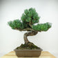 盆栽 松 五葉松 樹高 約33cm ごようまつ Pinus parviflora ゴヨウマツ マツ科 常緑針葉樹 観賞用 s1147801088