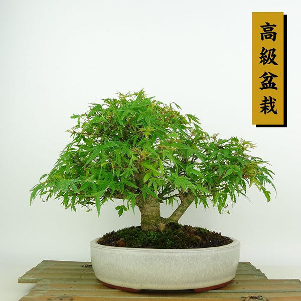 盆栽 紅葉 舞姫 樹高 約19cm もみじ 高級盆栽 Acer palmatum モミジ カエデ科 落葉樹 観賞用 小品 o1147808500