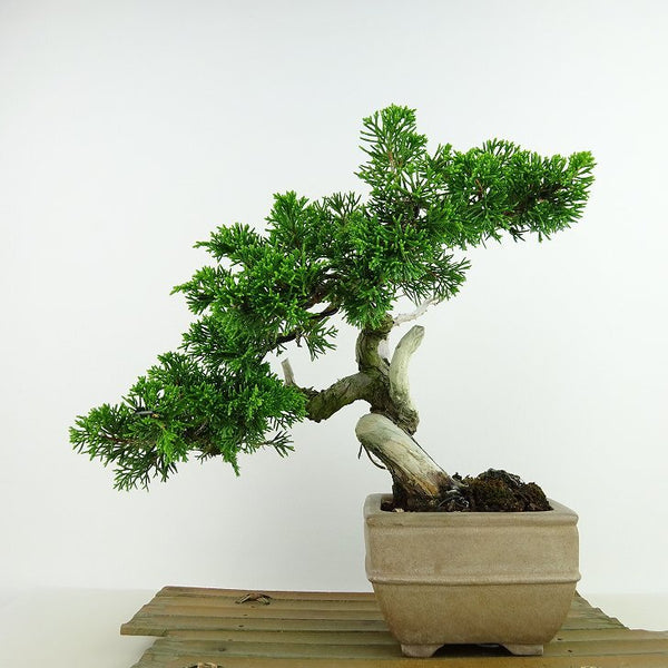 盆栽 真柏 樹高 約20cm しんぱく Juniperus chinensis シンパク “ジン シャリ” ヒノキ科 常緑樹 観賞用 小品 1148049752