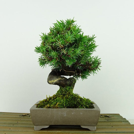 盆栽 松 杜松 樹高 約15cm としょう Juniperus rigida トショウ ヒノキ科 常緑針葉樹 観賞用 小品 p1148057611