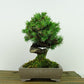 盆栽 松 杜松 樹高 約15cm としょう Juniperus rigida トショウ ヒノキ科 常緑針葉樹 観賞用 小品 p1148057611