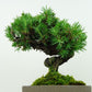 盆栽 松 杜松 樹高 約15cm としょう Juniperus rigida トショウ ヒノキ科 常緑針葉樹 観賞用 小品 p1148057611