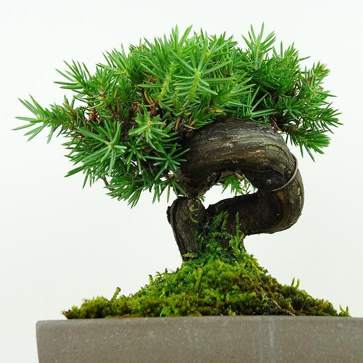 盆栽 松 杜松 樹高 約15cm としょう Juniperus rigida トショウ ヒノキ科 常緑針葉樹 観賞用 小品 p1148057611