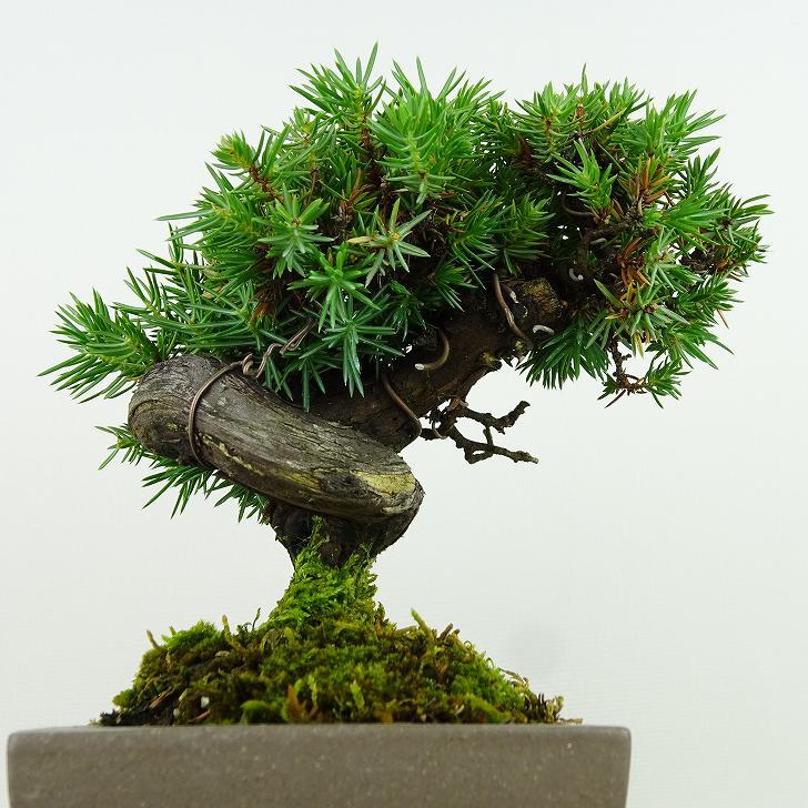 盆栽 松 杜松 樹高 約15cm としょう Juniperus rigida トショウ ヒノキ科 常緑針葉樹 観賞用 小品 p1148057611