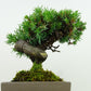 盆栽 松 杜松 樹高 約15cm としょう Juniperus rigida トショウ ヒノキ科 常緑針葉樹 観賞用 小品 p1148057611