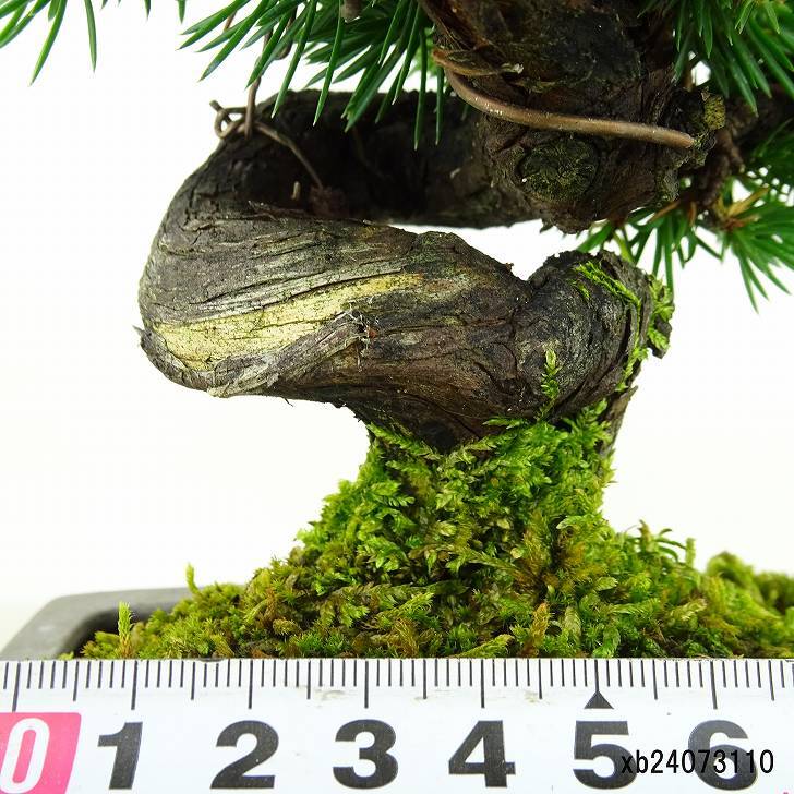 盆栽 松 杜松 樹高 約15cm としょう Juniperus rigida トショウ ヒノキ科 常緑針葉樹 観賞用 小品 p1148057611