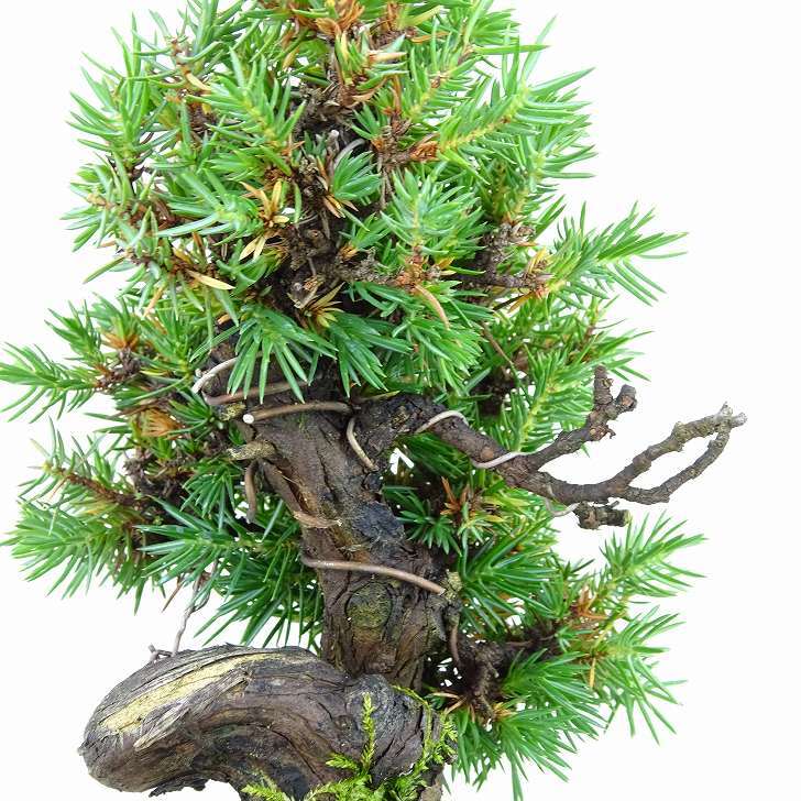 盆栽 松 杜松 樹高 約15cm としょう Juniperus rigida トショウ ヒノキ科 常緑針葉樹 観賞用 小品 p1148057611