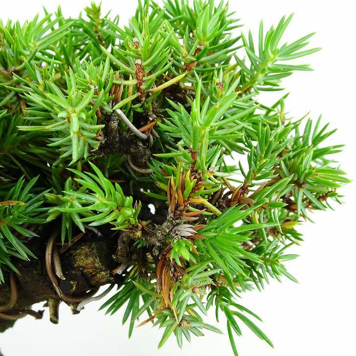 盆栽 松 杜松 樹高 約15cm としょう Juniperus rigida トショウ ヒノキ科 常緑針葉樹 観賞用 小品 p1148057611