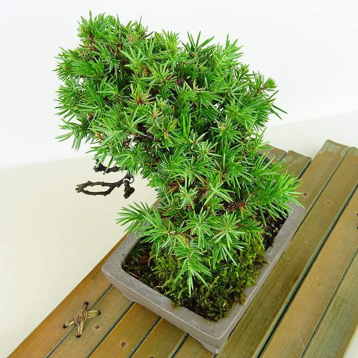 盆栽 松 杜松 樹高 約15cm としょう Juniperus rigida トショウ ヒノキ科 常緑針葉樹 観賞用 小品 p1148057611