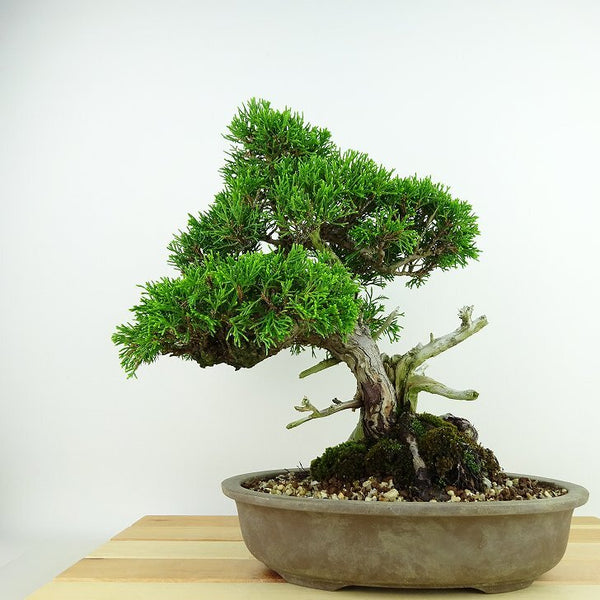 盆栽 真柏 樹高 約27cm しんぱく Juniperus chinensis シンパク “ジン シャリ” ヒノキ科 常緑樹 観賞用 v1148064716