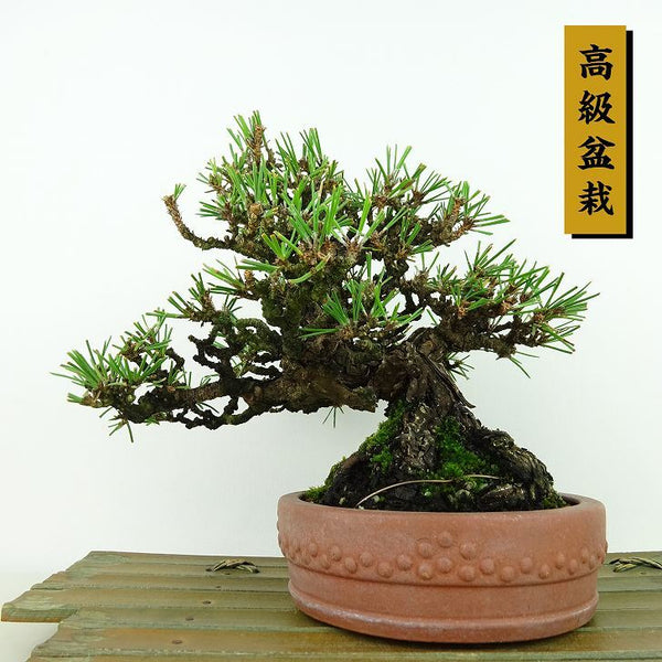 盆栽 松 黒松 樹高 約15cm くろまつ 高級盆栽 Pinus thunbergii クロマツ マツ科 常緑針葉樹 観賞用 小品 s1148057588