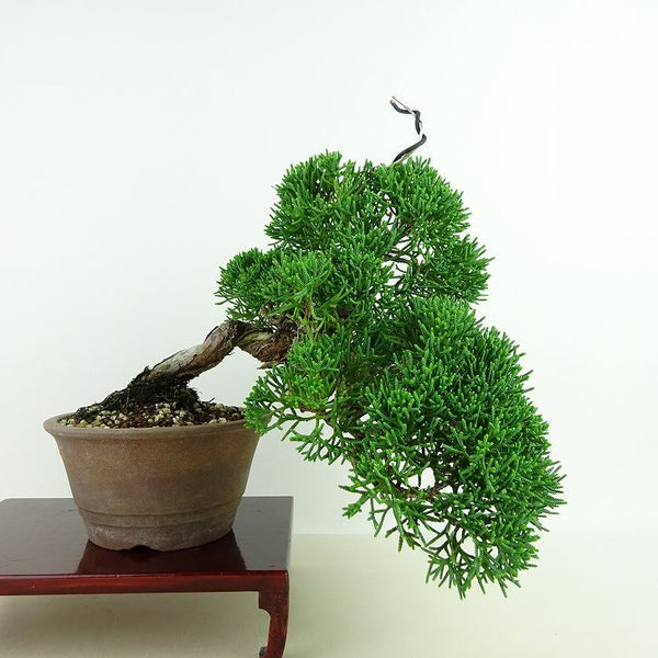 盆栽 真柏 樹高 上下 約18cm しんぱく Juniperus chinensis シンパク “ジン シャリ” ヒノキ科 常緑樹 観賞用 小品 c1148055100