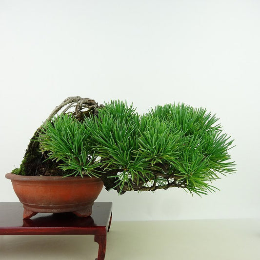 盆栽 松 五葉松 樹高 上下 約12cm ごようまつ Pinus parviflora ゴヨウマツ マツ科 常緑針葉樹 観賞用 小品 m1148048939