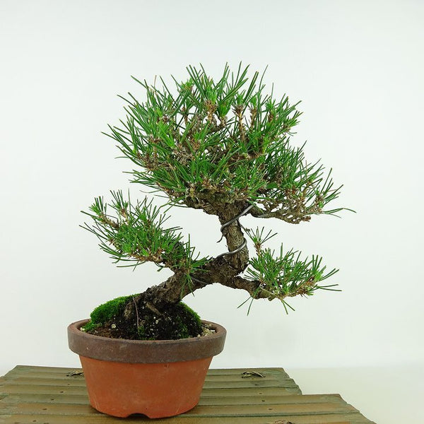 盆栽 松 黒松 樹高 約20cm くろまつ Pinus thunbergii クロマツ マツ科 常緑針葉樹 観賞用 小品 q1148060863