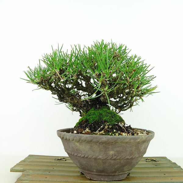 盆栽 松 黒松 樹高 約16cm くろまつ Pinus thunbergii クロマツ マツ科 常緑針葉樹 観賞用 小品 h1148068527