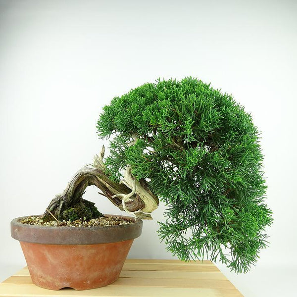 盆栽 真柏 樹高 約27cm しんぱく Juniperus chinensis シンパク “ジン シャリ” ヒノキ科 常緑樹 観賞用 j1148062263