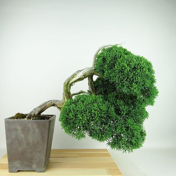 盆栽 真柏 樹高 上下 約32cm しんぱく Juniperus chinensis シンパク “ジン シャリ” ヒノキ科 常緑樹 観賞用 l1148063132