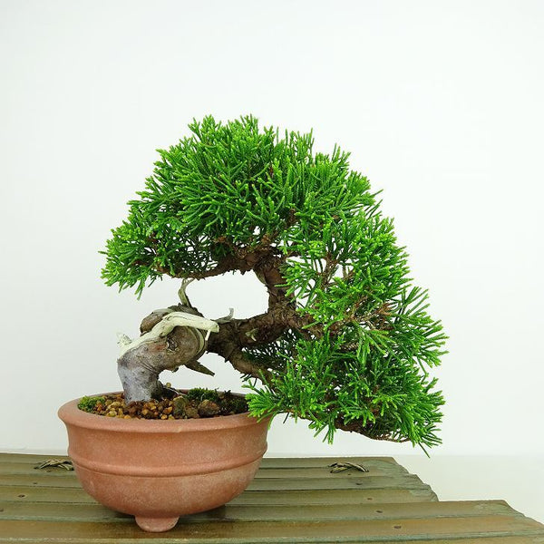 盆栽 真柏 樹高 上下 約17cm しんぱく Juniperus chinensis シンパク “ジン シャリ” ヒノキ科 常緑樹 観賞用 小品 r1148039387