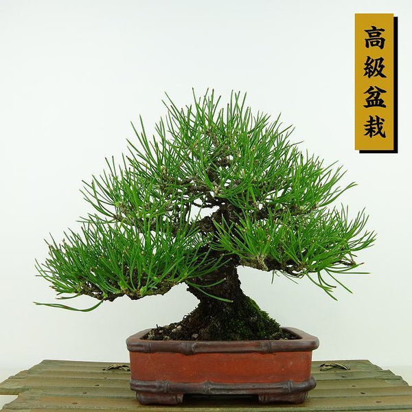 盆栽 松 黒松 樹高 約16cm くろまつ 高級盆栽 Pinus thunbergii クロマツ マツ科 常緑針葉樹 観賞用 小品 u1148438235