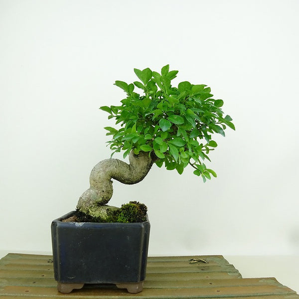 盆栽 こまゆみ 樹高 約16cm Euonymus alatus form ciliatodentatus コマユミ ニシキギ科 落葉広葉樹 観賞用 小品 1148873500