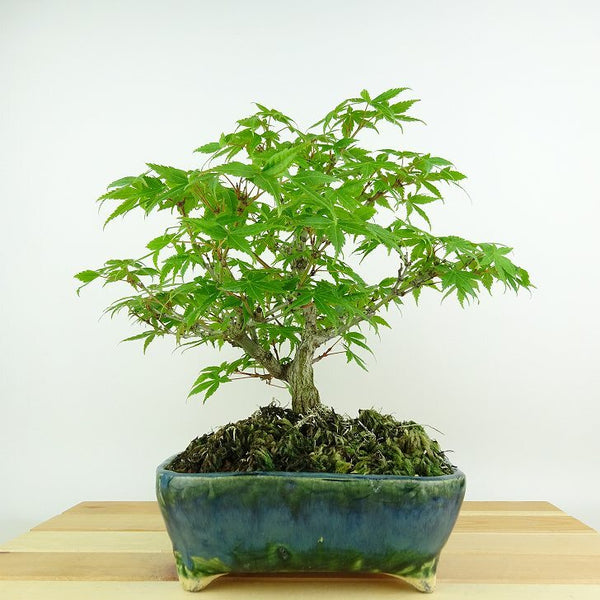 盆栽 紅葉 樹高 約23cm もみじ Acer palmatum モミジ カエデ科 落葉樹 観賞用 1148878944