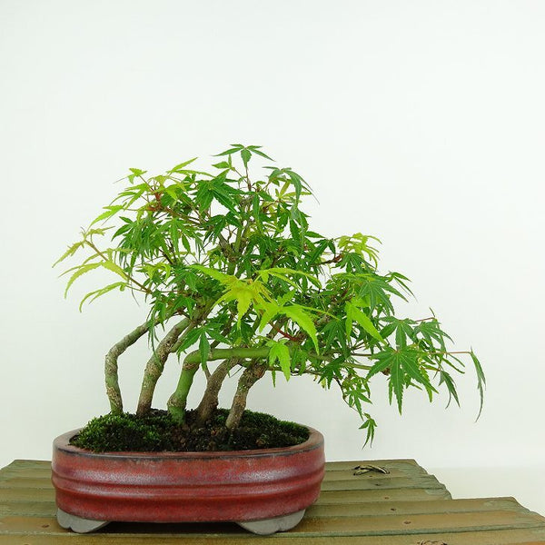 盆栽 紅葉 樹高 約15cm もみじ Acer palmatum モミジ エデ科 落葉樹 観賞用 小品 n1148886068