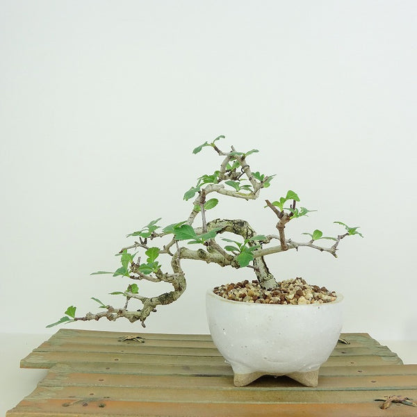 盆栽 山査子 樹高 上下 約14cm さんざし Crataegus cuneata サンザシ バラ科 サンザシ属 落葉樹 観賞用 小品 u1148915757