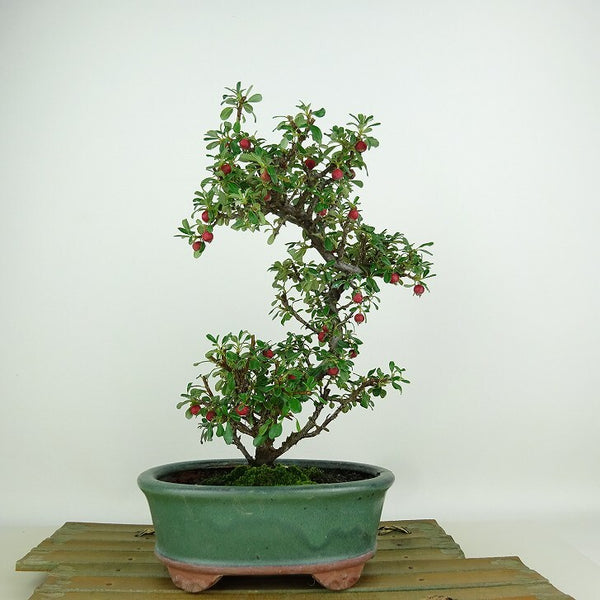 盆栽 白紫檀 樹高 約23cm しろしたん Cotoneaster horizontalis シロシタン バラ科 常緑樹 観賞用 x1148885430