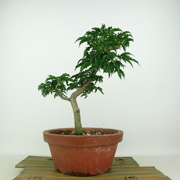 盆栽 紅葉 獅子頭 樹高 約23cm もみじ Acer palmatum モミジ カエデ科 落葉樹 観賞用 e1148891629