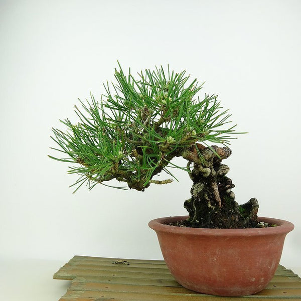 盆栽 松 黒松 樹高 約18cm くろまつ Pinus thunbergii クロマツ マツ科 常緑針葉樹 観賞用 小品 f1149964500