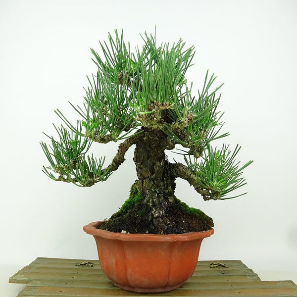 盆栽 松 黒松 樹高 約20cm くろまつ Pinus thunbergii クロマツ マツ科 常緑針葉樹 観賞用 小品 w1149963380