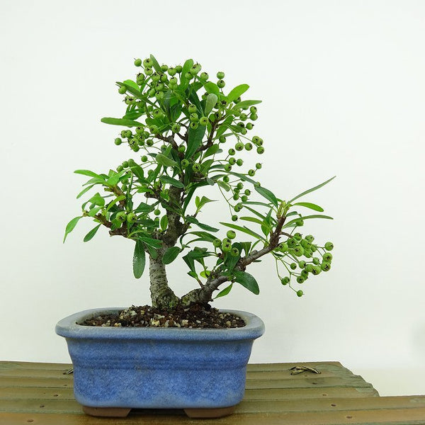 盆栽 ピラカンサ 樹高 約17cm Pyracantha バラ科 常緑樹 観賞用 小品 e1149956946