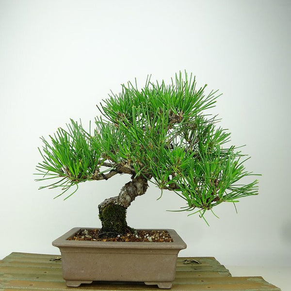 盆栽 松 黒松 樹高 約20cm くろまつ Pinus thunbergii クロマツ マツ科 常緑針葉樹 観賞用 小品 t1149950883