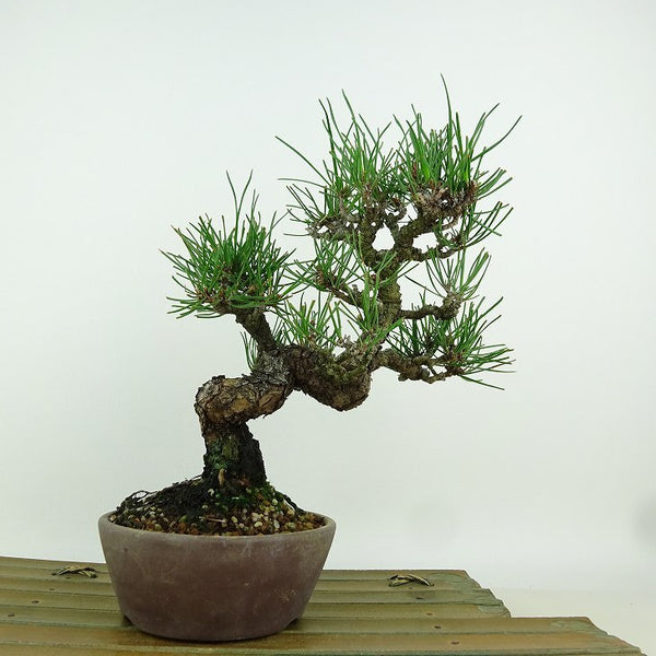 盆栽 松 黒松 樹高 約20cm くろまつ Pinus thunbergii クロマツ マツ科 常緑針葉樹 観賞用 小品 1149943920