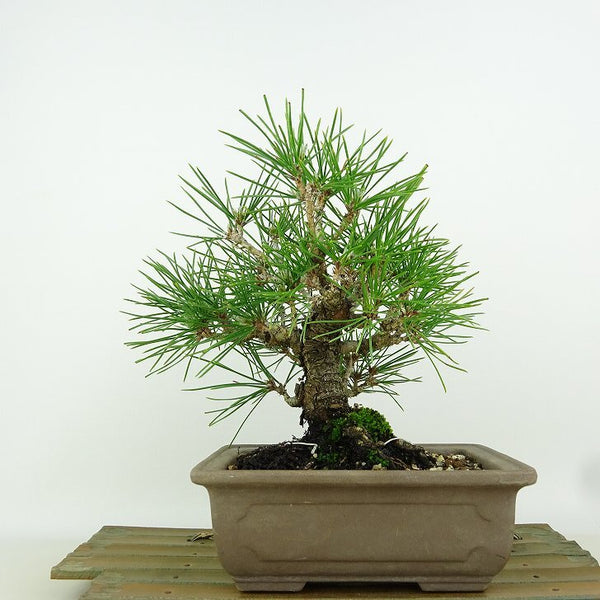 盆栽 松 黒松 樹高 約18cm くろまつ Pinus thunbergii クロマツ マツ科 常緑針葉樹 観賞用 小品 t1149953015