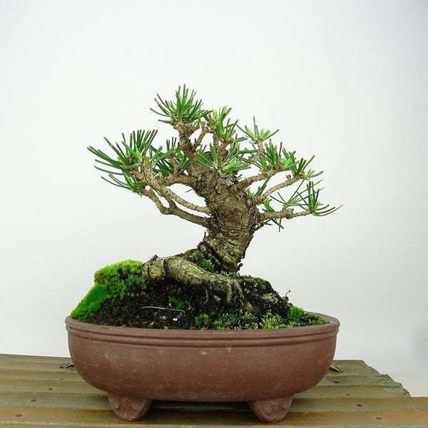 盆栽 松 黒松 樹高 約12cm くろまつ Pinus thunbergii クロマツ マツ科 常緑針葉樹 観賞用 小品 t1149951131