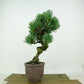 盆栽 松 五葉松 樹高 約21cm ごようまつ Pinus parviflora ゴヨウマツ マツ科 常緑針葉樹 観賞用 f1149955898