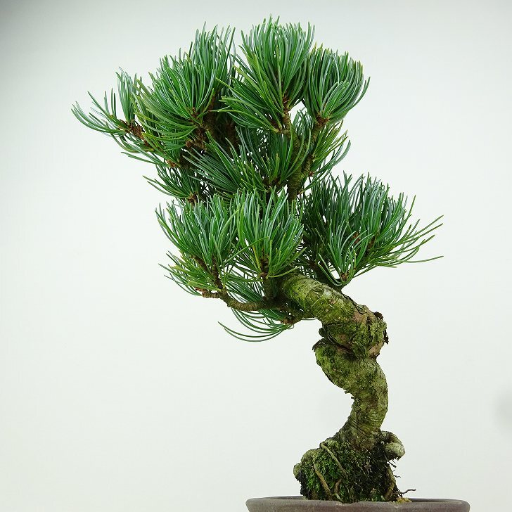 盆栽 松 五葉松 樹高 約21cm ごようまつ Pinus parviflora ゴヨウマツ マツ科 常緑針葉樹 観賞用 f1149955898