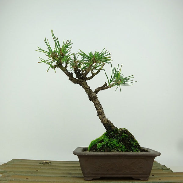 盆栽 松 黒松 樹高 約18cm くろまつ Pinus thunbergii クロマツ マツ科 常緑針葉樹 観賞用 小品 p1149954427