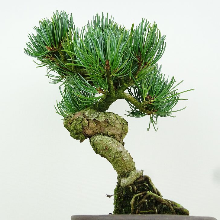 盆栽 松 五葉松 樹高 約21cm ごようまつ Pinus parviflora ゴヨウマツ マツ科 常緑針葉樹 観賞用 f1149955898