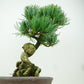 盆栽 松 五葉松 樹高 約21cm ごようまつ Pinus parviflora ゴヨウマツ マツ科 常緑針葉樹 観賞用 f1149955898